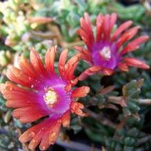 Ice Plant Ice Plant
