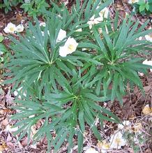 Hellebore Hellebore