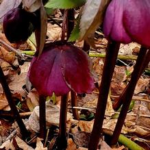 Lenten Rose Lenten Rose