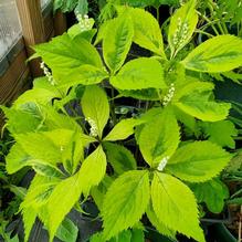 Chloranthus Chloranthus