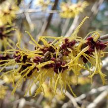 Japanese Witch Hazel Japanese Witch Hazel