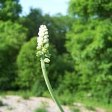 Giant Squill Giant Squill