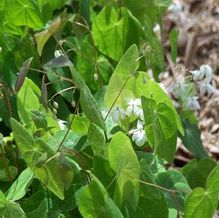 Barrenwort Barrenwort