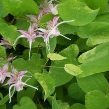 Barrenwort Barrenwort