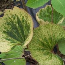 Leopard Plant Leopard Plant