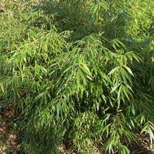 Mountain Bamboo Mountain Bamboo