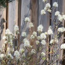 Fothergilla Fothergilla
