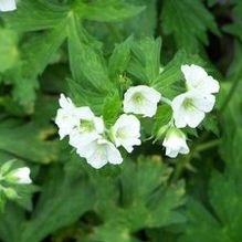 Cranesbill Cranesbill
