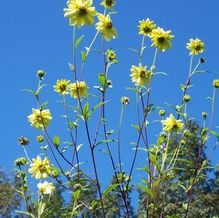 Giant Sunflower Giant Sunflower