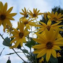 Jerusalem Artichoke Jerusalem Artichoke