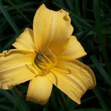 Daylily Daylily
