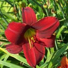 Daylily Daylily