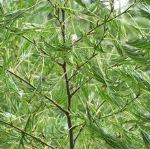 Black Alder Black Alder