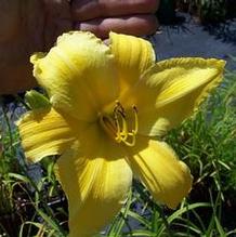 Daylily Daylily