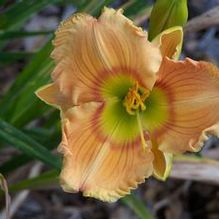 Daylily Daylily