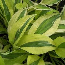 Hosta (Small) Hosta (Small)