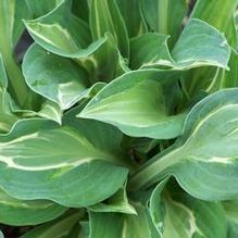 Hosta (Medium) Hosta (Medium)