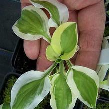 Hosta (Mini) Hosta (Mini)