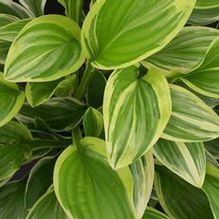 Hosta (Large) Hosta (Large)