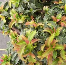Jersey Hybrid Holly Jersey Hybrid Holly