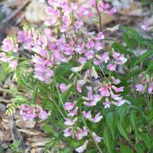 Spring Vetch Spring Vetch