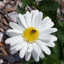 Shasta Daisy Shasta Daisy