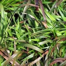 Dwarf Wood Rush Dwarf Wood Rush