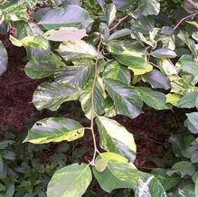 Yulan Magnolia Yulan Magnolia