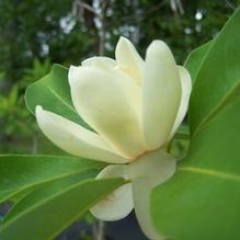 Sweetbay Magnolia Sweetbay Magnolia