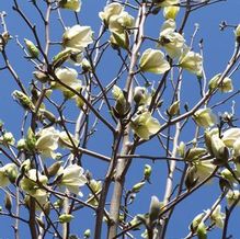 Magnolia Magnolia