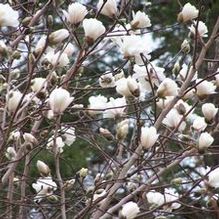 Magnolia Magnolia