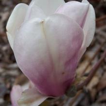 Saucer Magnolia Saucer Magnolia