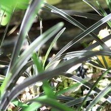 Black Mondo Grass Black Mondo Grass