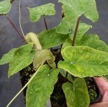 Sweet Arum Sweet Arum