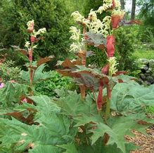 Ornamental Rhubarb Ornamental Rhubarb