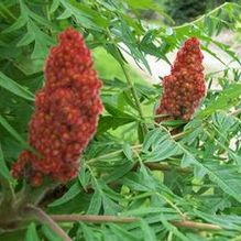 Staghorn Sumac Staghorn Sumac