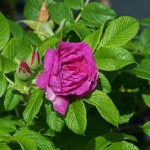 Beach Rose Beach Rose