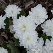 Double Bloodroot Double Bloodroot