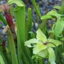Sweet Pitcher Plant Sweet Pitcher Plant