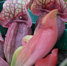 Purple Pitcher Plant Purple Pitcher Plant