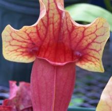 Hybrid Pitcher Plant Hybrid Pitcher Plant