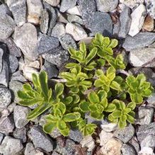 Stonecrop Stonecrop