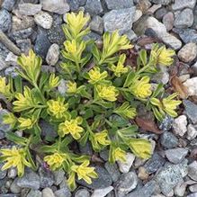 Stonecrop Stonecrop