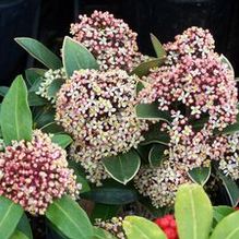 Skimmia Skimmia