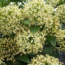 Skimmia Skimmia