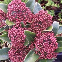 Skimmia Skimmia