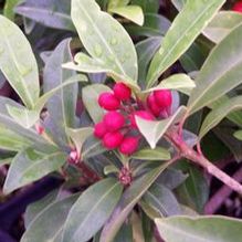 Reeves Skimmia Reeves Skimmia