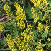 Zigzag Goldenrod Zigzag Goldenrod