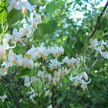 American Snowbell American Snowbell