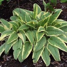 Comfrey Comfrey